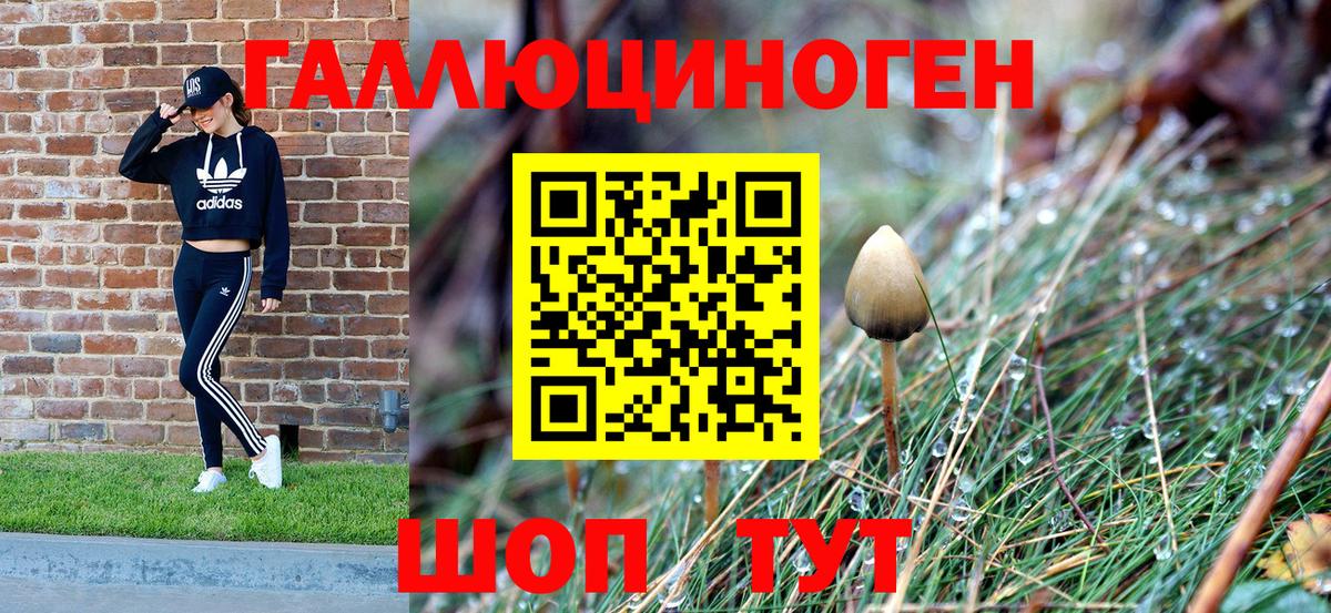 Галлюциногенные грибы Psilocybine cubensis Волхов